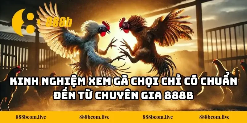 Kinh Nghiệm Xem Gà Chọi Chỉ Có Chuẩn Đến Từ Chuyên Gia 888B