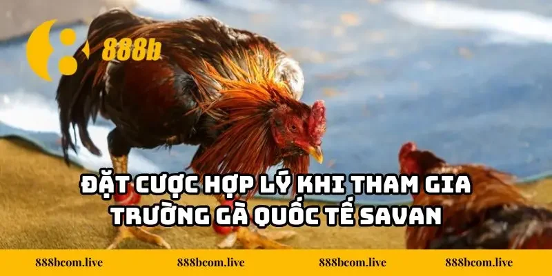 Đặt cược hợp lý khi tham gia trường gà quốc tế Savan